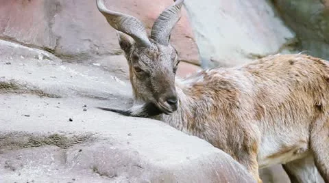 Mountain goat Stock Footage 10907844