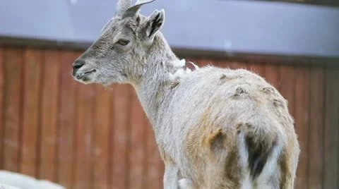 Mountain goat Stock Footage 10907949