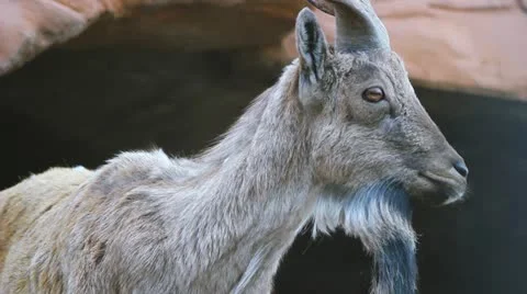 Mountain goat Stock-Footage 10908248