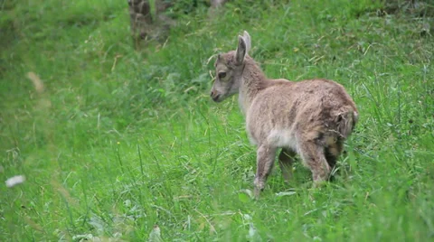 Mountain goat Stock Footage 27450329