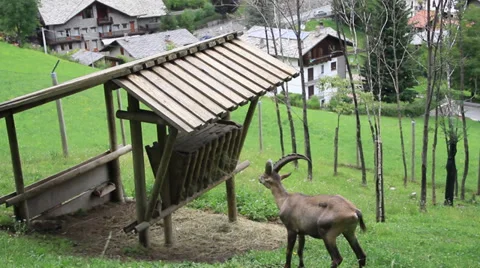 Mountain Goat Stock Footage 27450525