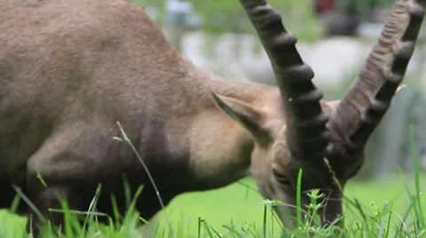 Mountain Goat Stock Footage 27450541