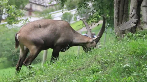 Mountain Goat Stock Footage 27450637