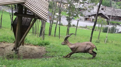 Mountain Goat Stock Footage 27451244