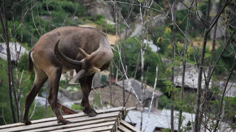 Mountain Goat Stock Footage 27451291