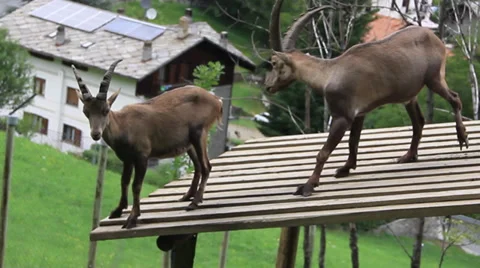 Mountain Goat Stock Footage 27451373