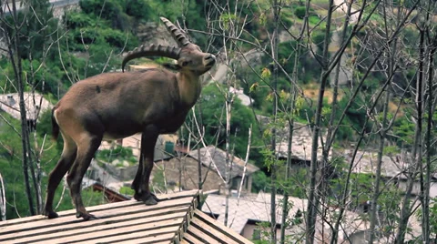Mountain Goat Stock Footage 27451383