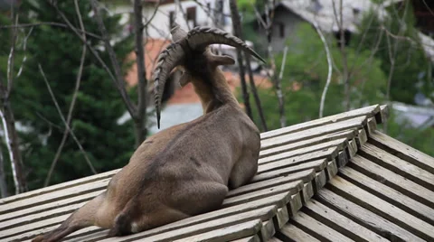 Mountain Goat Stock Footage 27451411