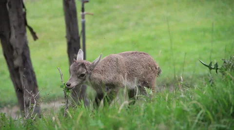 Mountain goat Stock Footage 27451617