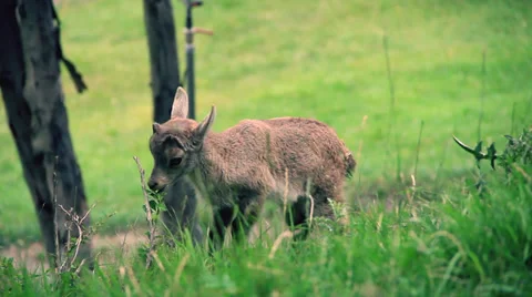 Mountain goat Stock Footage 27452046