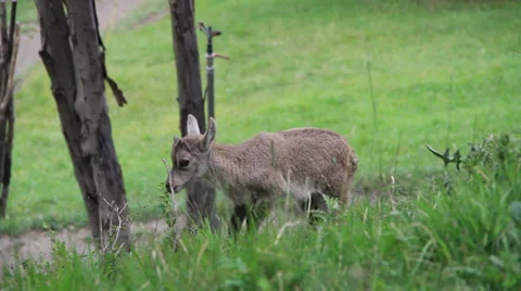 Mountain goat Stock Footage 27452515
