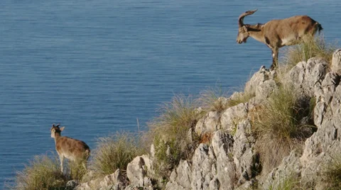 Mountain goat Stock Footage 35759358