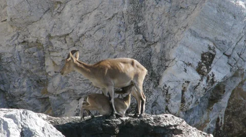 Mountain goat Stock Footage 35759670