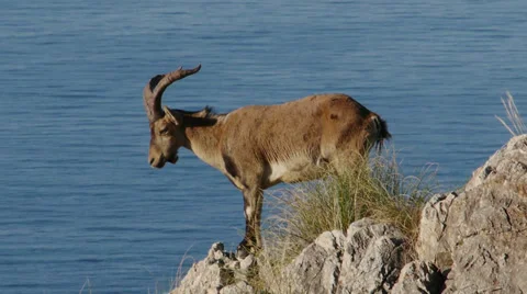 Mountain goat Stock Footage 35771918