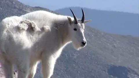 Mountain goat Stock Footage 83072441