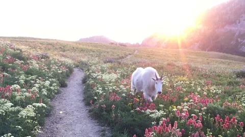 Mountain Goat Stock Footage 91746006