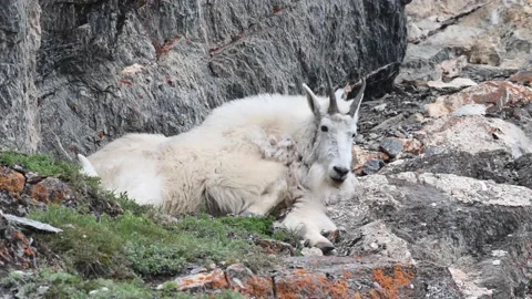 Mountain Goat Stock Footage 151115652