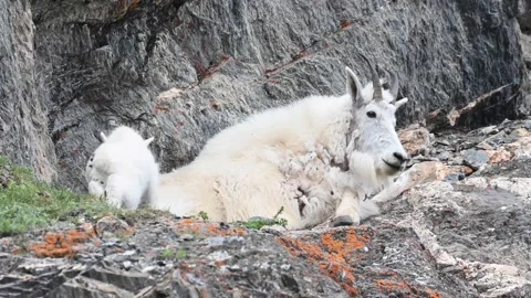 Mountain Goat Stock Footage 151115658