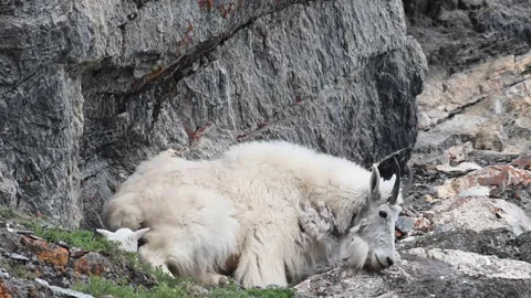 Mountain Goat Stock Footage 151115661