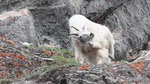 Mountain Goat Видео 151115675