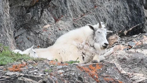 Mountain Goat Vídeo Stock 151115676