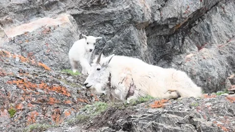 Mountain Goat Stock Footage 151115697