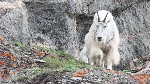 Mountain Goat Stock Footage