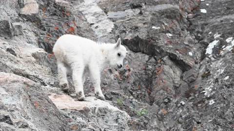 Mountain Goat Video stock 151115713