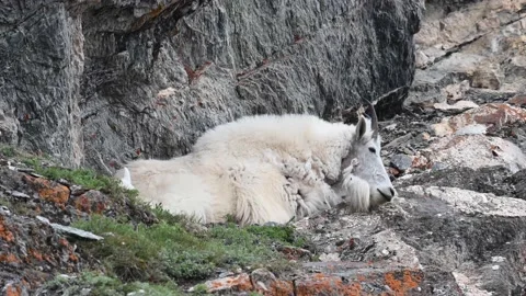 Mountain Goat Stock Footage 151115733