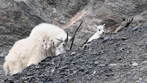 Mountain Goat Stock Footage 151115743