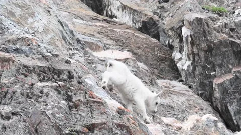 Mountain Goat Stock Footage 151115744