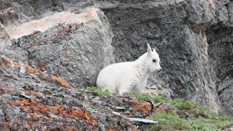 Mountain Goat Stock Footage 151115756