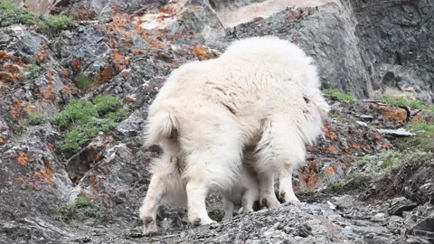 Mountain Goat Stock Footage 151115762