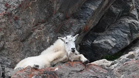 Mountain Goat Stock Footage 151115803