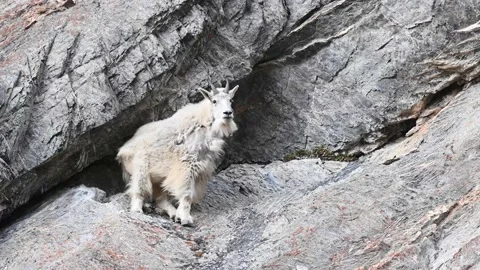 Mountain Goat Stock Footage 151115826