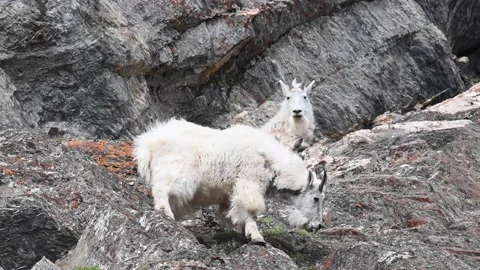 Mountain Goat Video stock 151115837