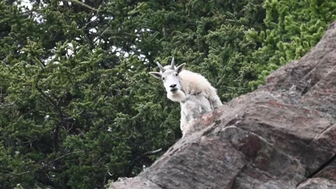 Mountain Goat Stock Footage 151115846