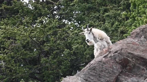 Mountain Goat Stock Footage 151115850