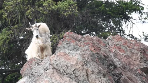 Mountain Goat Stock Footage 151115854