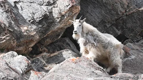 Mountain Goat Vídeo Stock 151115873