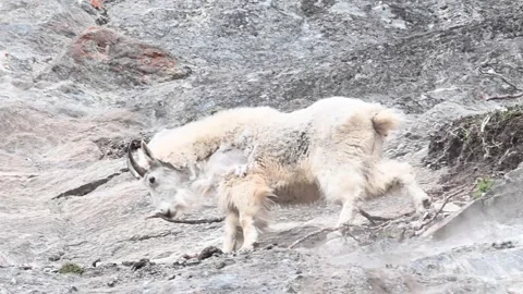 Mountain Goat Stock Footage 151115893