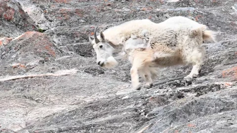 Mountain Goat Видео 151115905