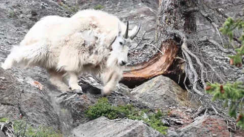 Mountain Goat Vídeo Stock 151115906