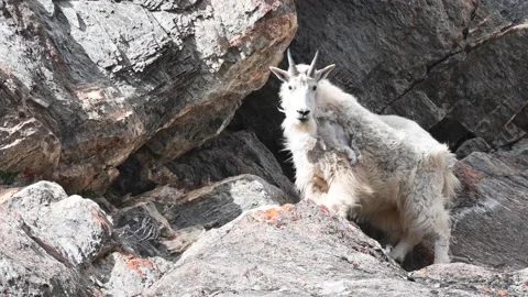 Mountain Goat Stock Footage 151115910