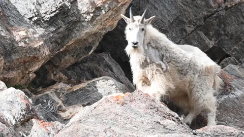 Mountain Goat Видео 151115912