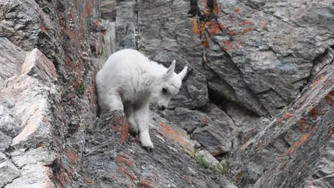 Mountain Goat Stock Footage 151115930