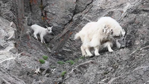 Mountain Goat Stock Footage 151115938