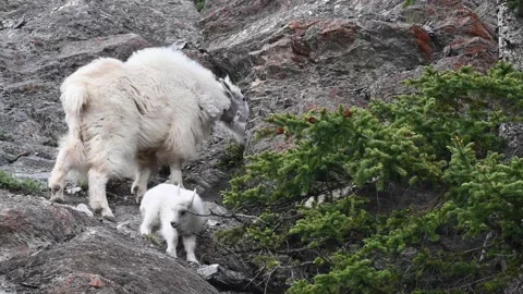 Mountain Goat Stock Footage 151115940