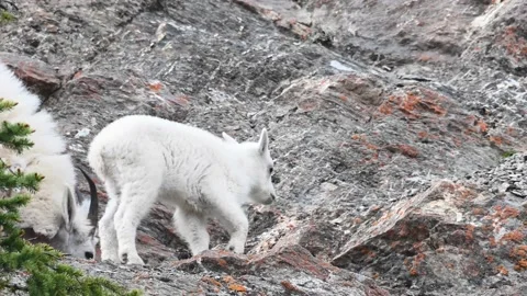 Mountain Goat Stock Footage 151115943