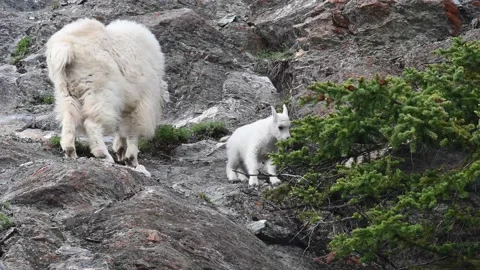 Mountain Goat Stock Footage 151115944